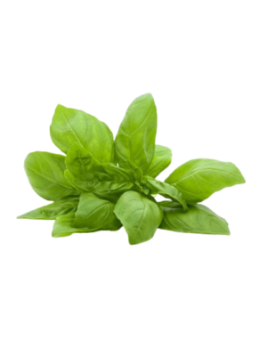 Albahaca