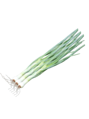 Cebollino