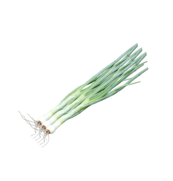 cebollino Cebollino