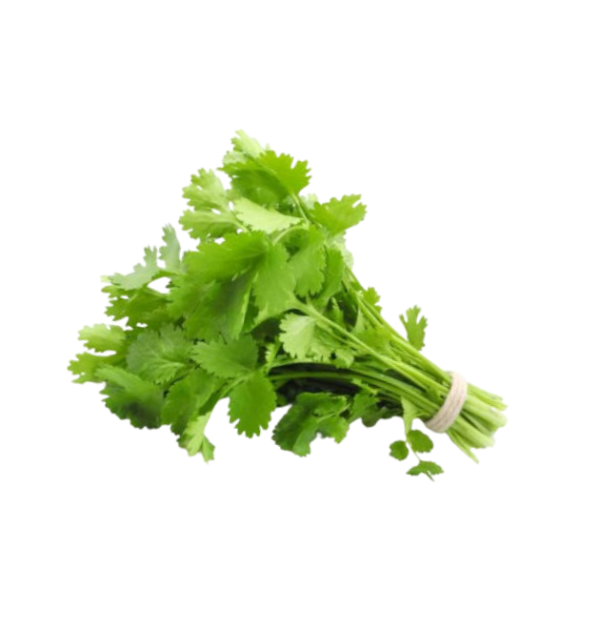 cilantro Cilantro