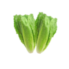 Lechuga