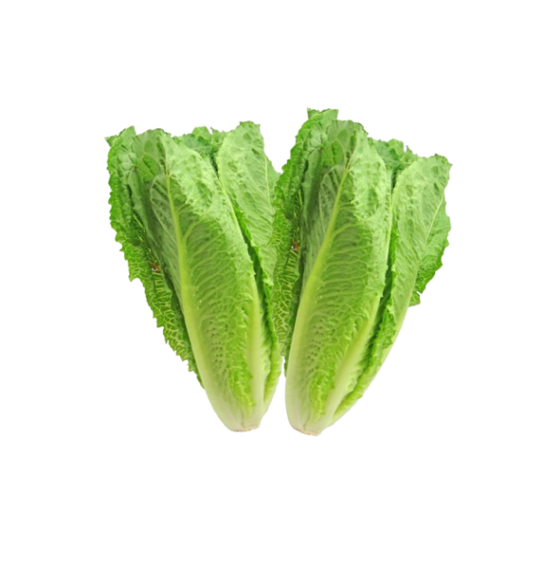lechuga Lechuga Trocadero