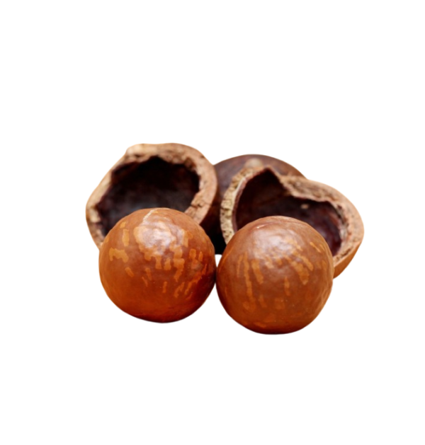 Nueces Macadamia