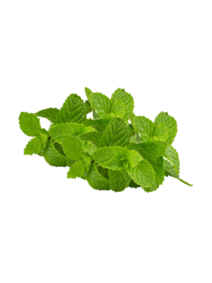 Menta