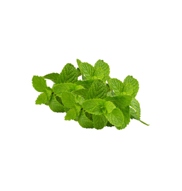 menta Menta
