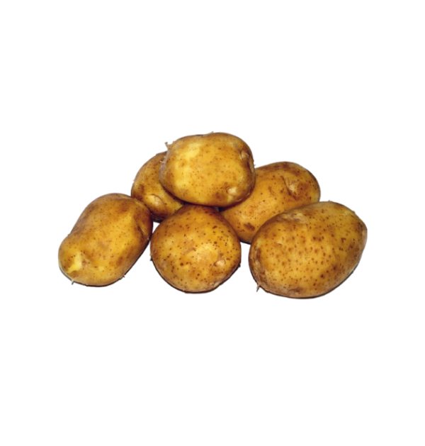 patata kenebec (2) Patata Kenebec