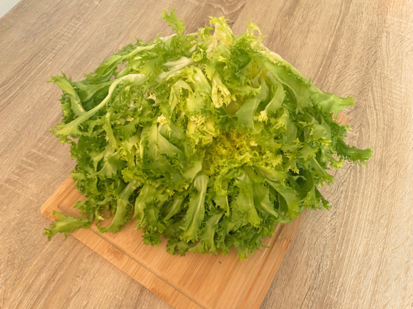 lechuga escalora Lechuga Escarola