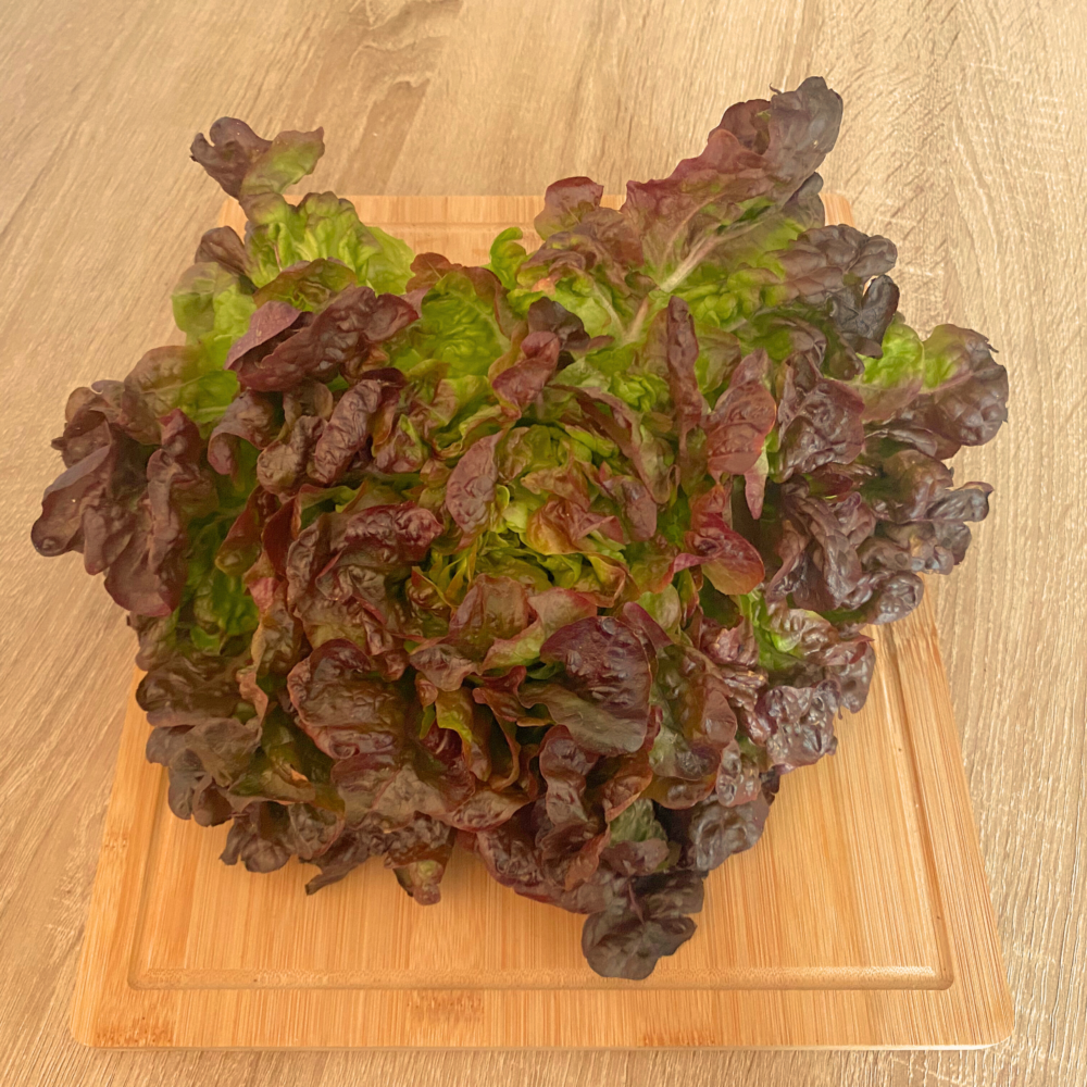 Lechuga hoja de Roble