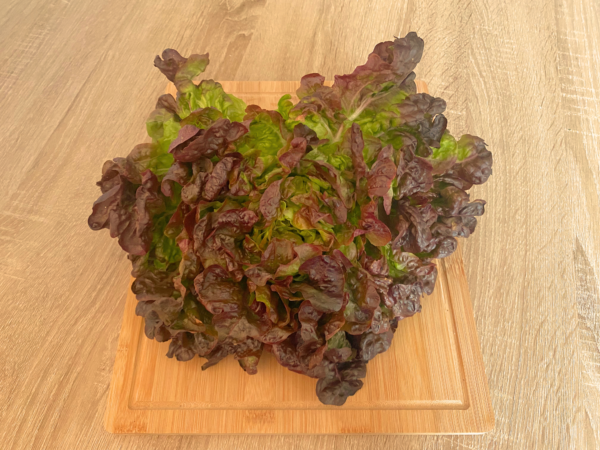 lechuga hoja de roble Lechuga hoja de Roble